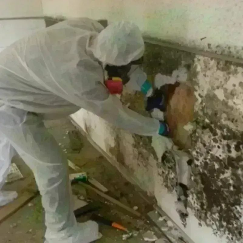 Mold Remediation and Removal in Cotuit, MA